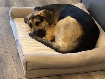 German Shephard Lab mix