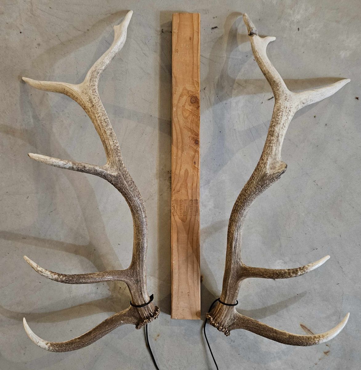 Matched set elk shed antlers
