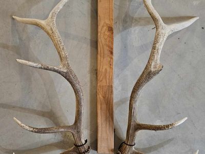 Matched set elk shed antlers
