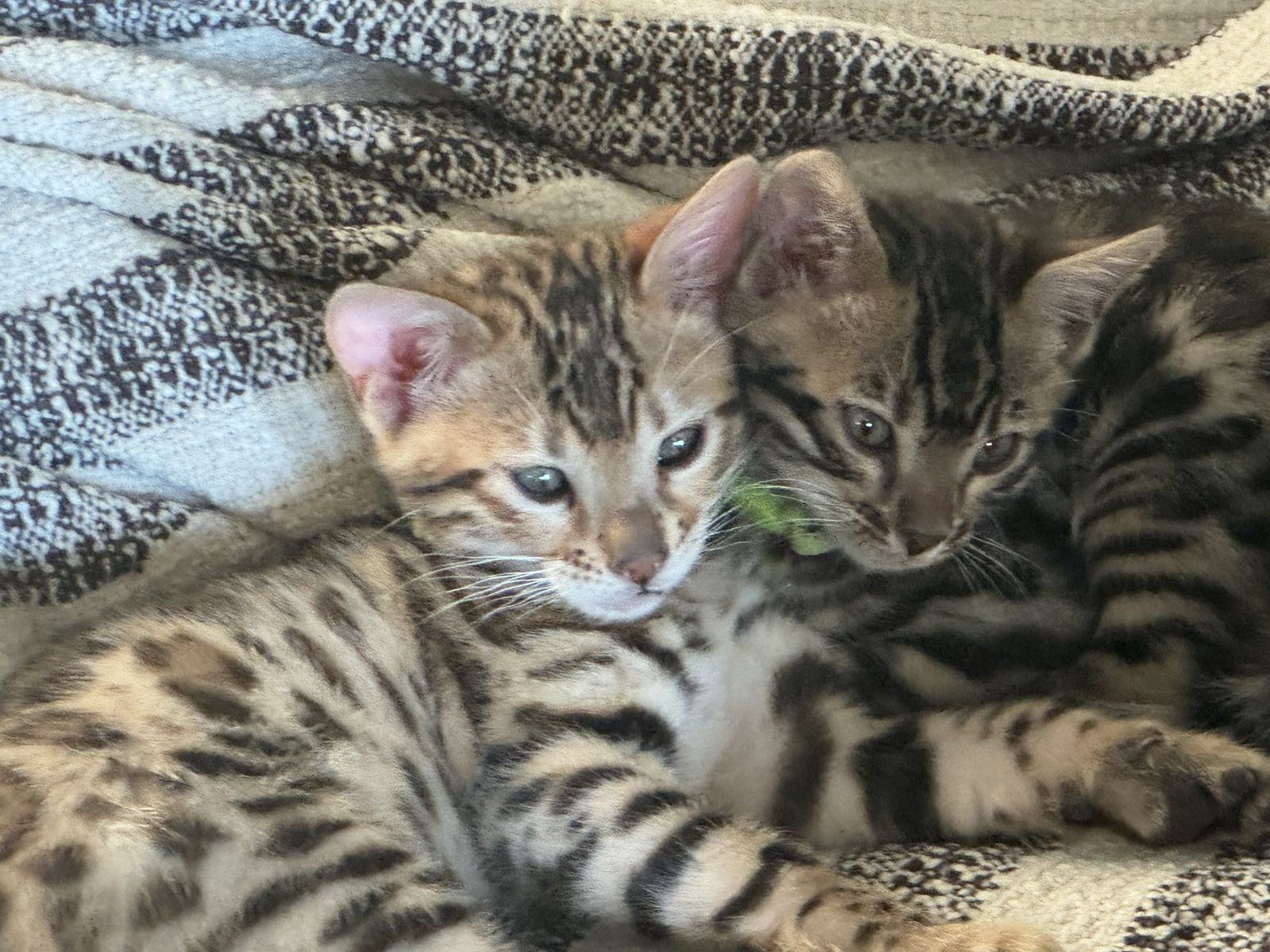 Pure Bred Bengal Kittens