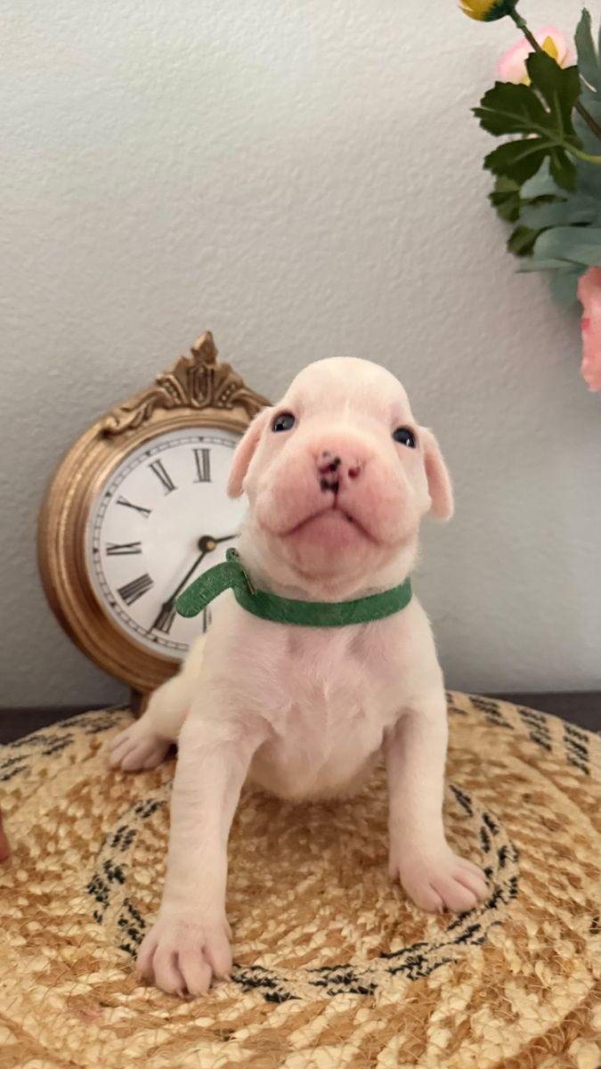 Boxer Puppies