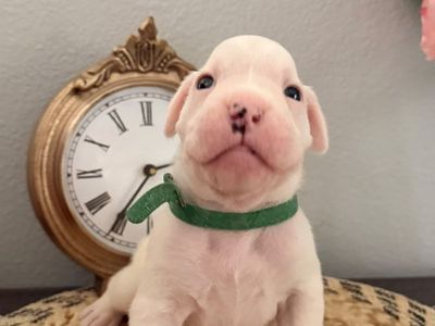 Boxer Puppies