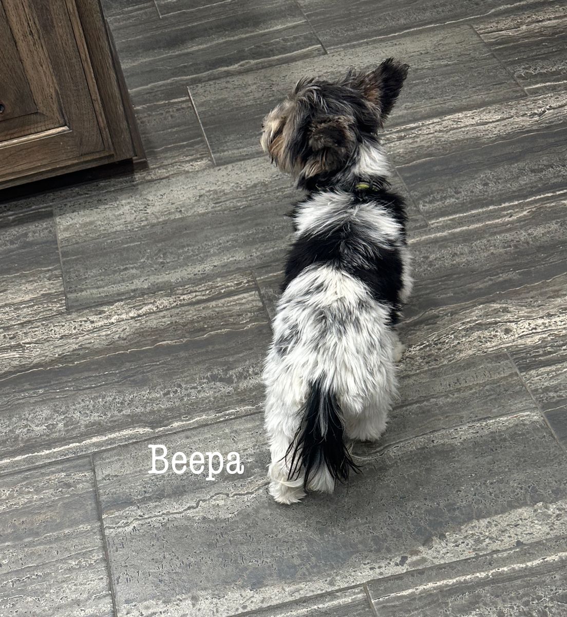 Yorkie-KB Black Girl Parti