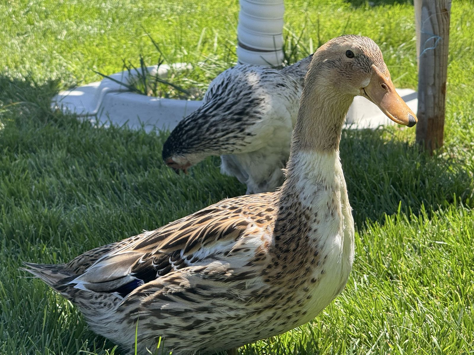 Breeding Pair of Golden Appleyards