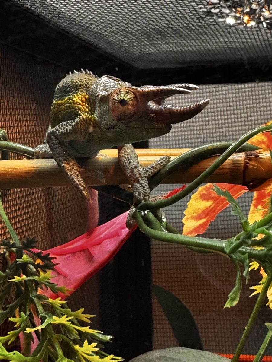 Juvenile Rainbow Jackson Chameleon