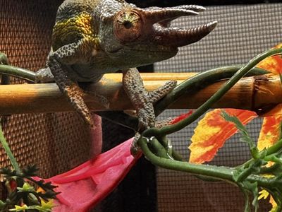 Juvenile Rainbow Jackson Chameleon