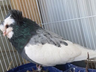 Pigeon for trade