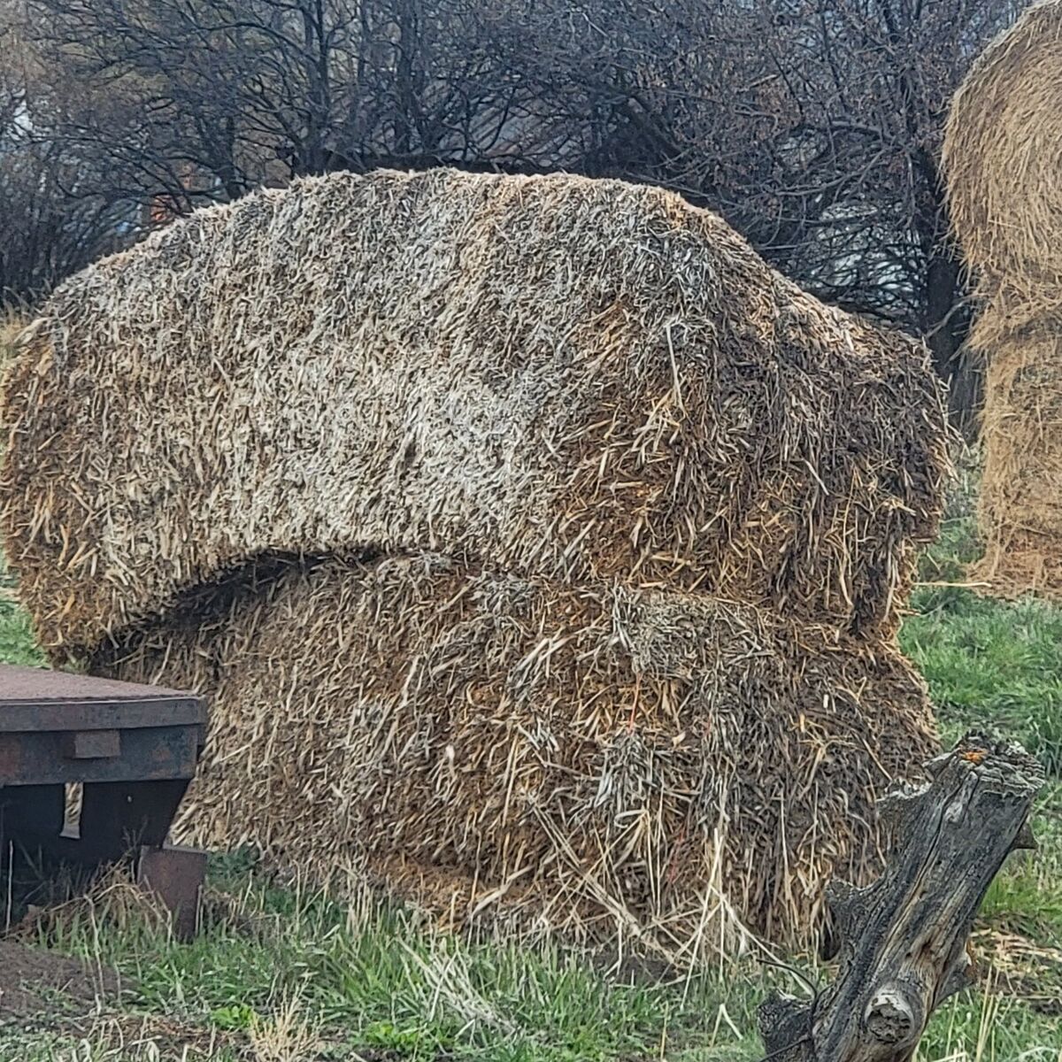 ISO old hay or straw