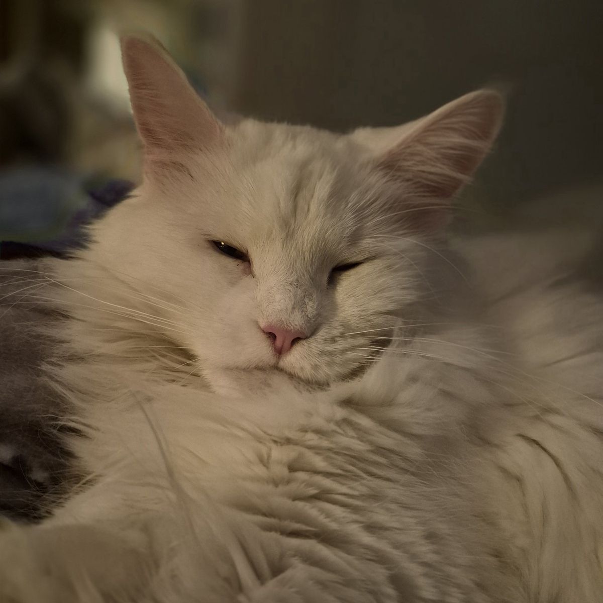 Future European Maine Coons