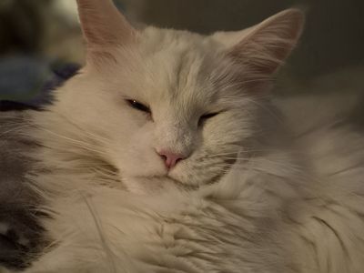 Future European Maine Coons