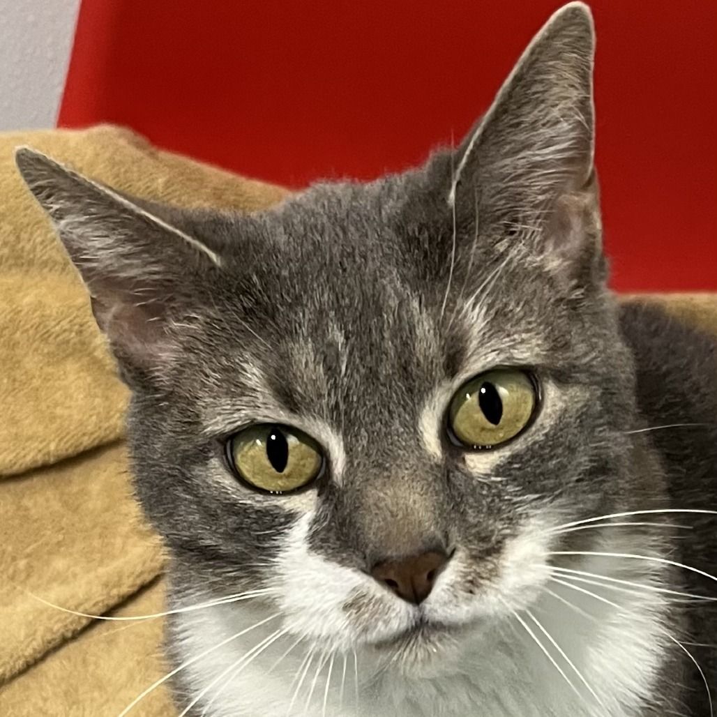 Hello my name is Felisha