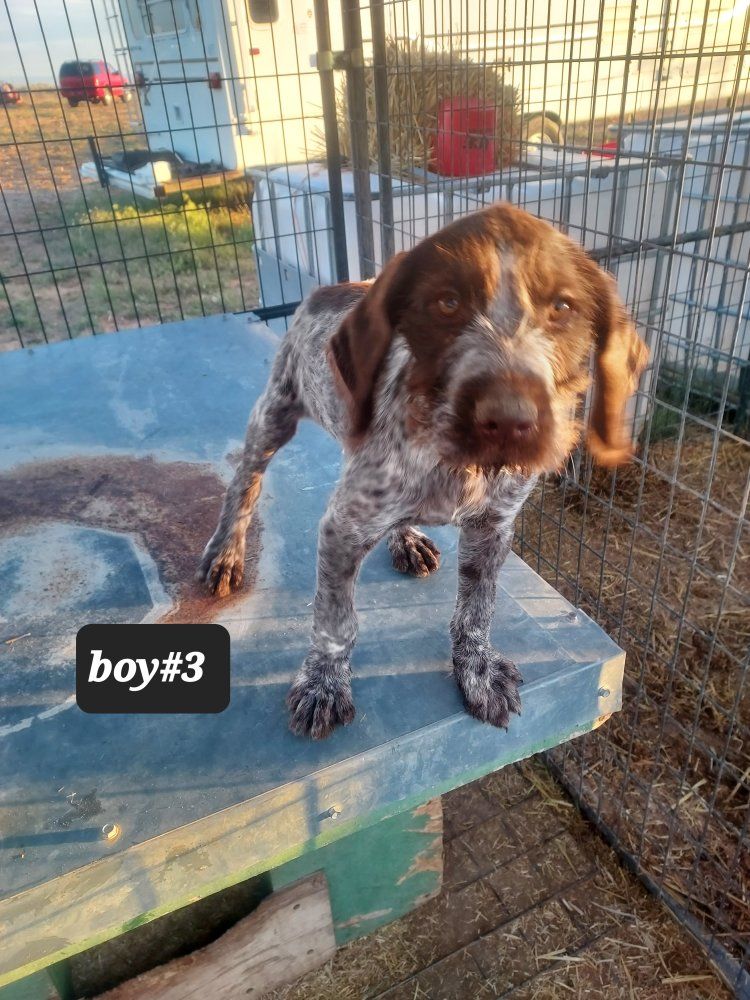 AKC registered German wirehaired pointer pups