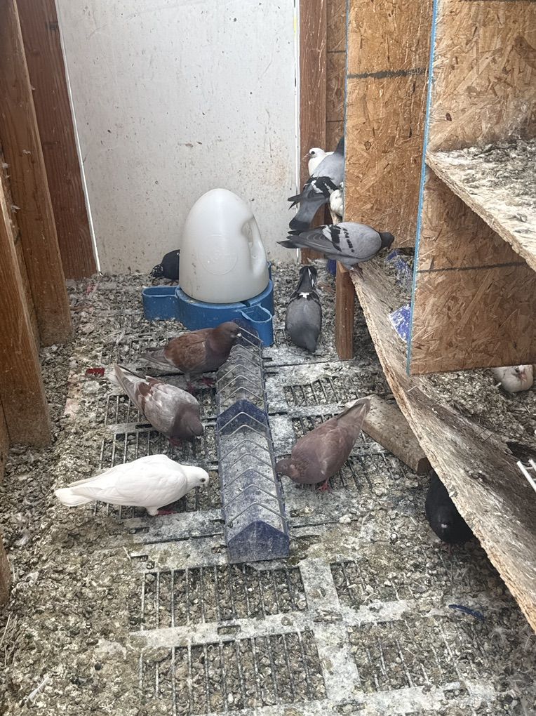 Pigeon