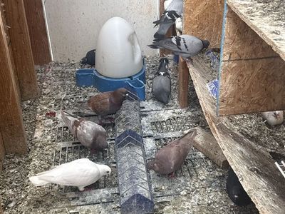 Pigeon