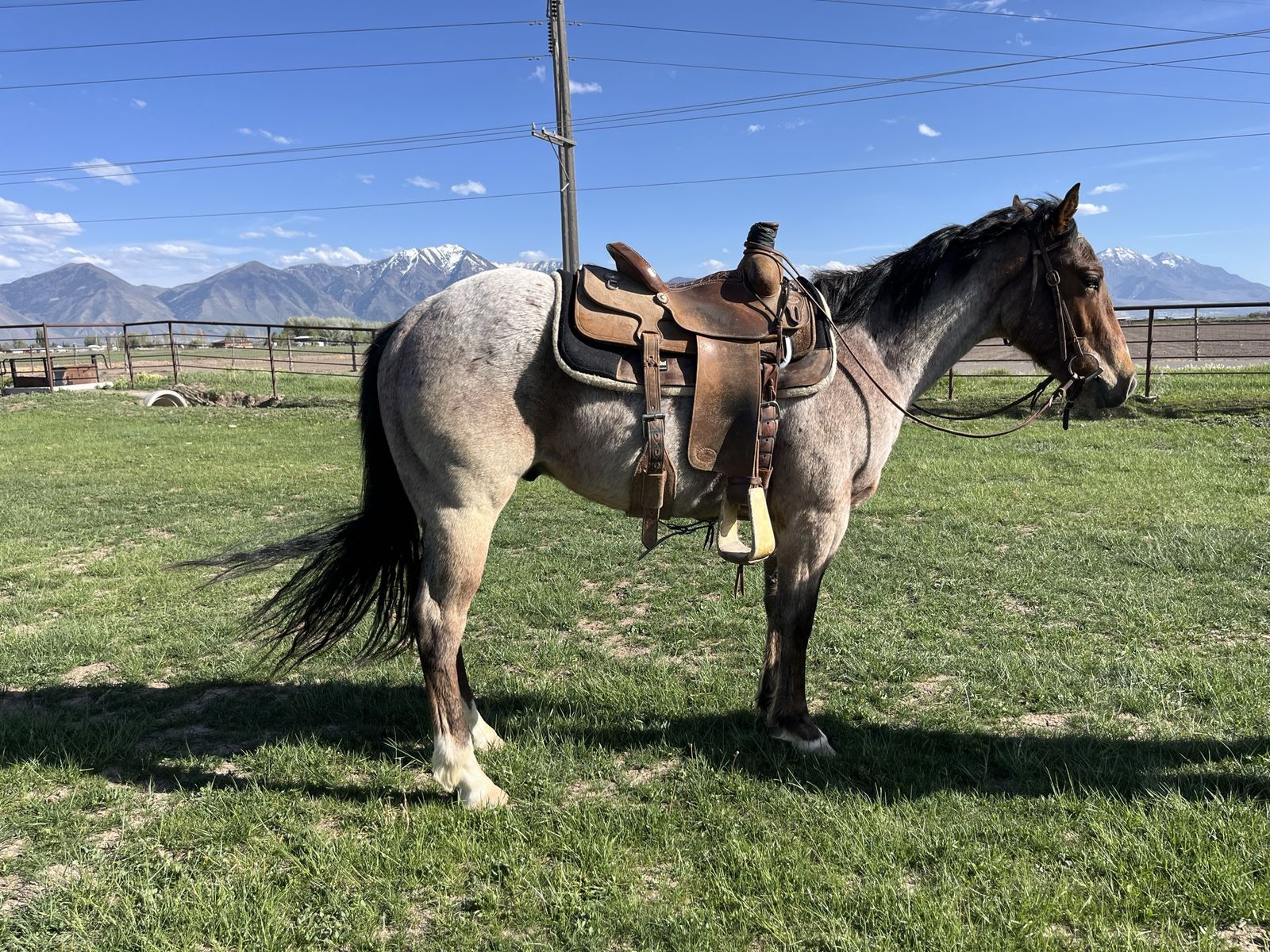 2 year old Bay Roan Gelding