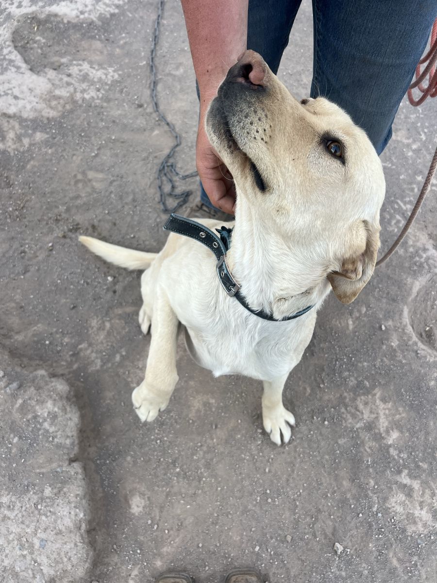 White lab