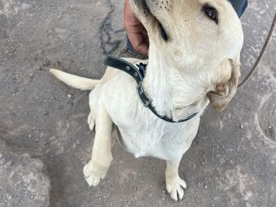 White lab