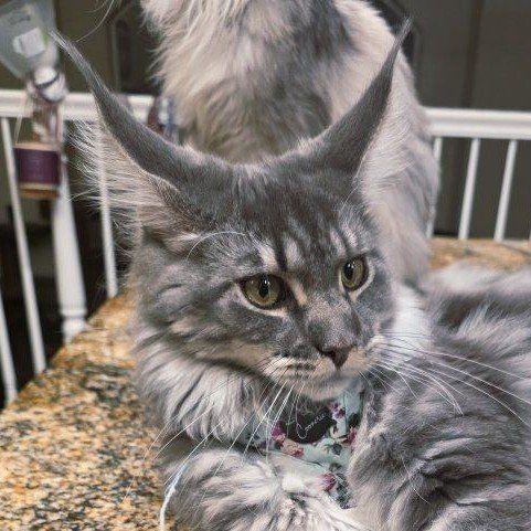 Maine Coon Blue Tabby Female, 9mos
