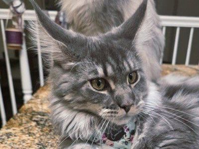 Maine Coon Blue Tabby Female, 9mos