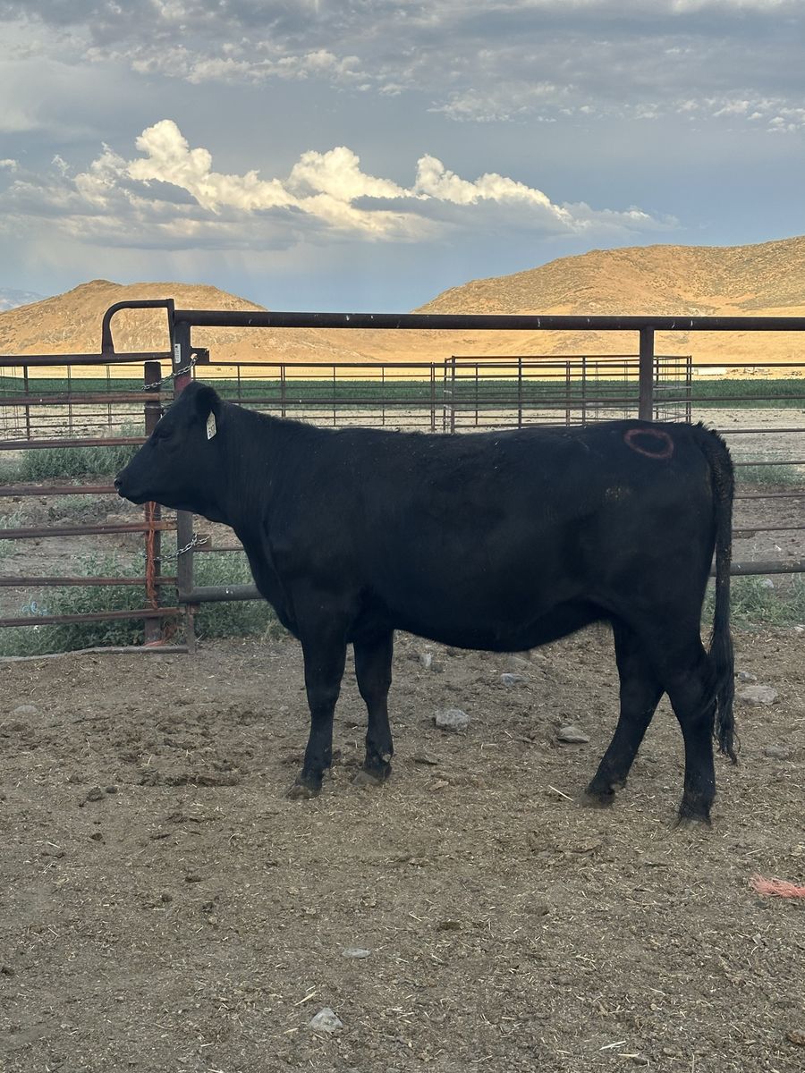 Open Sim/Angus Heifers