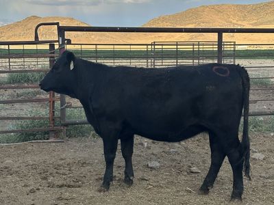 Open Sim/Angus Heifers