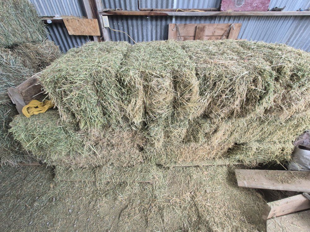 alfalfa bales