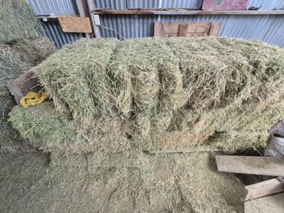 alfalfa bales
