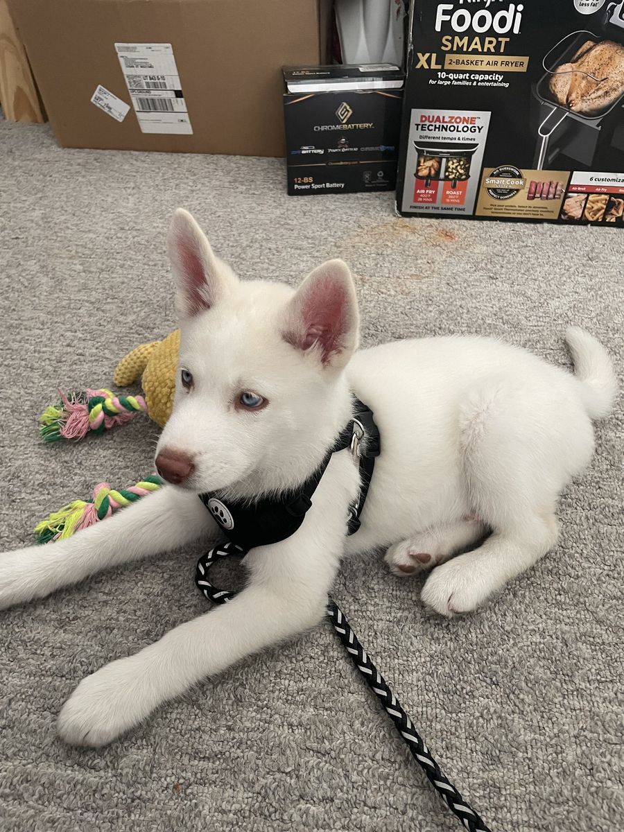White Siberian Husky Puppy