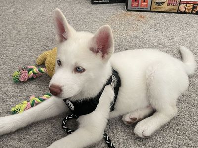 White Siberian Husky Puppy