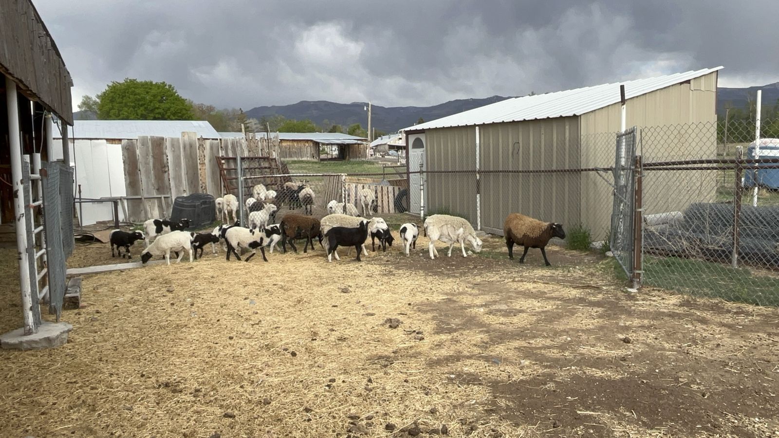 Hair Sheep - Dorper Blackbelly Cross
