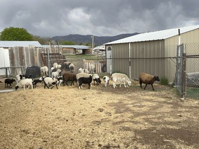 Hair Sheep - Dorper Blackbelly Cross