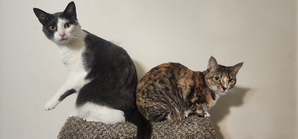 Looking to rehome our sweet babies