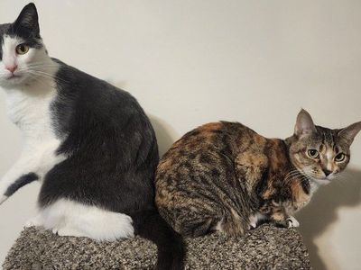 Looking to rehome our sweet babies