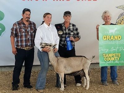Grand Champion Sable Dairy Doe – In Milk