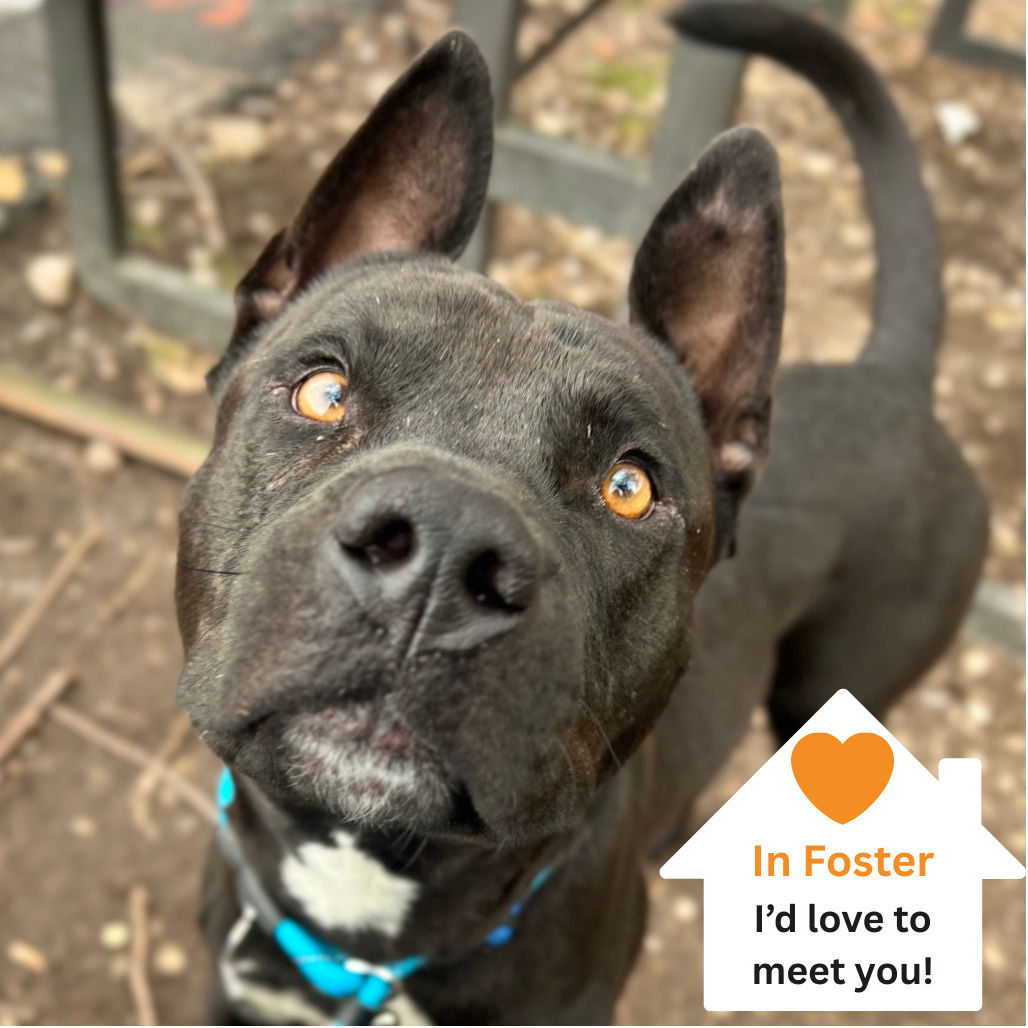 Hello my name is Odie