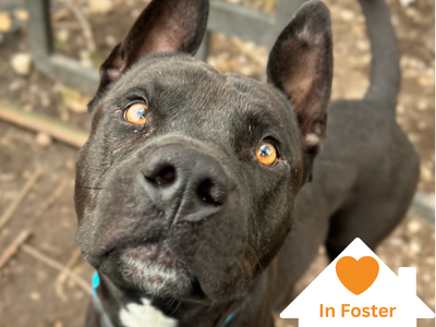 Hello my name is Odie