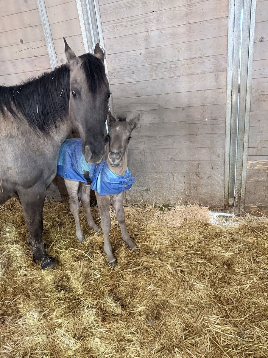 AQHA Grulla Colt Foaled 4/5