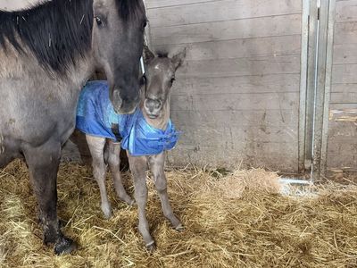 AQHA Grulla Colt Foaled 4/5