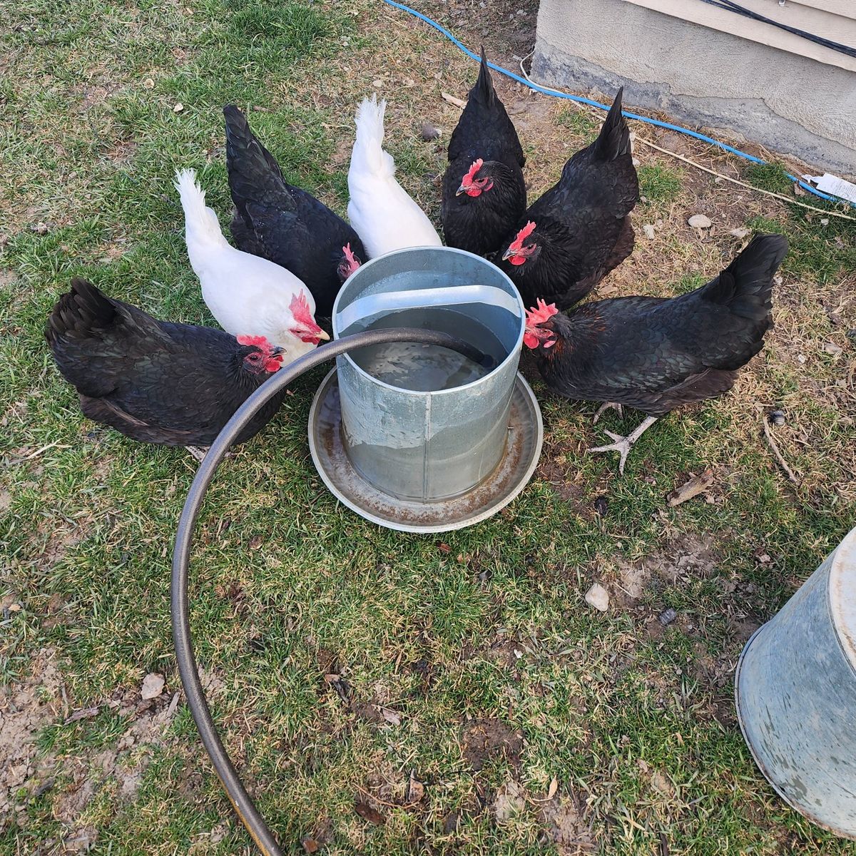 Egg-laying Hens