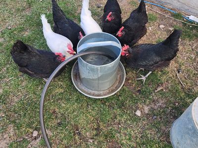 Egg-laying Hens