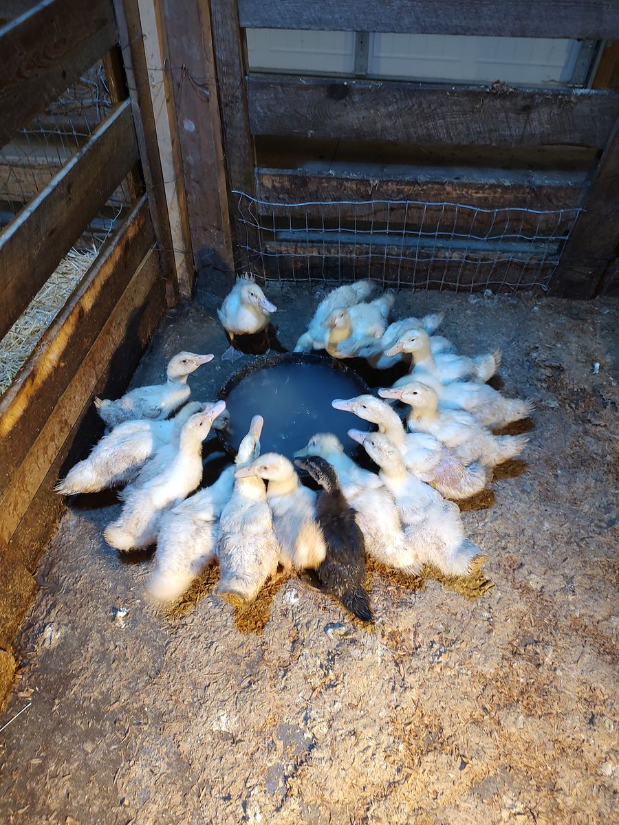 Ducks & Chicks for sale