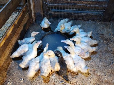 Ducks & Chicks for sale