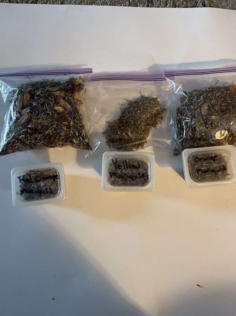 Orange, Yellow And Orange And Red Marigolds Seeds