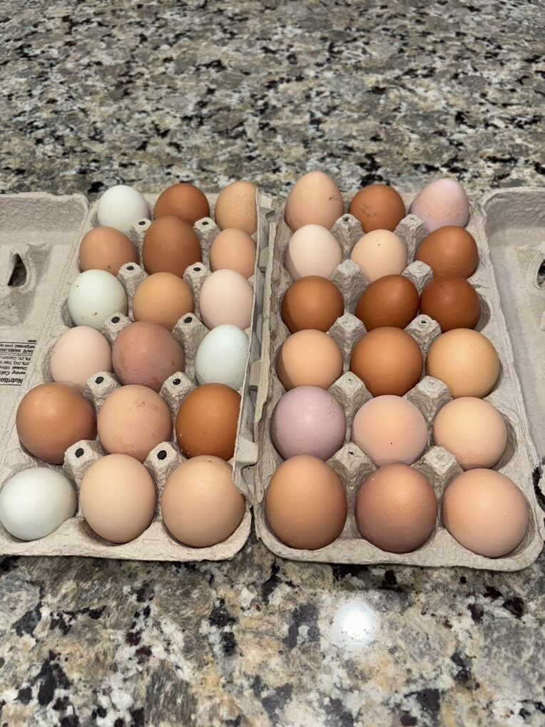 Organic Farm Fresh Chicken Eggs