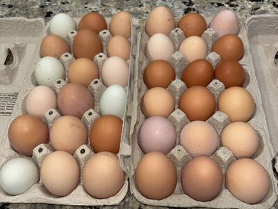 Organic Farm Fresh Chicken Eggs