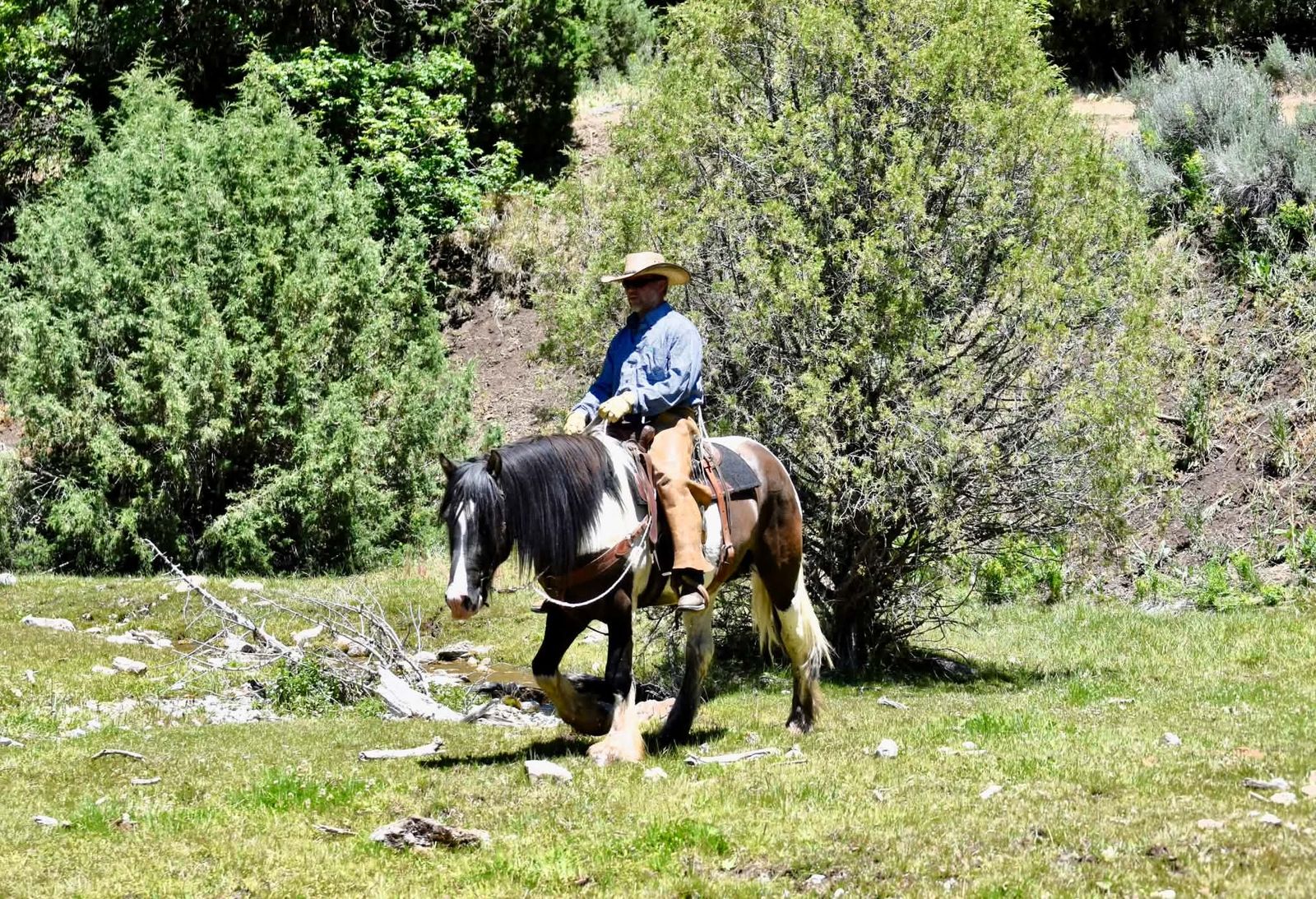 Grulla 3/4 Gypsy