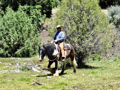 Grulla 3/4 Gypsy