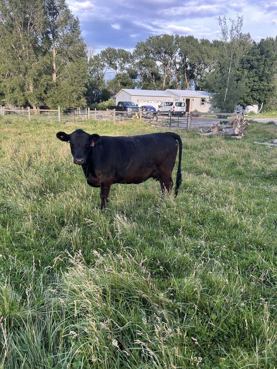 Lowline Angus Cows