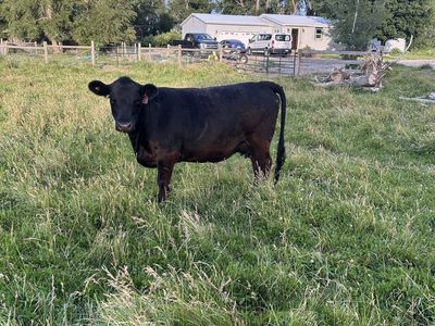 Lowline Angus Cows