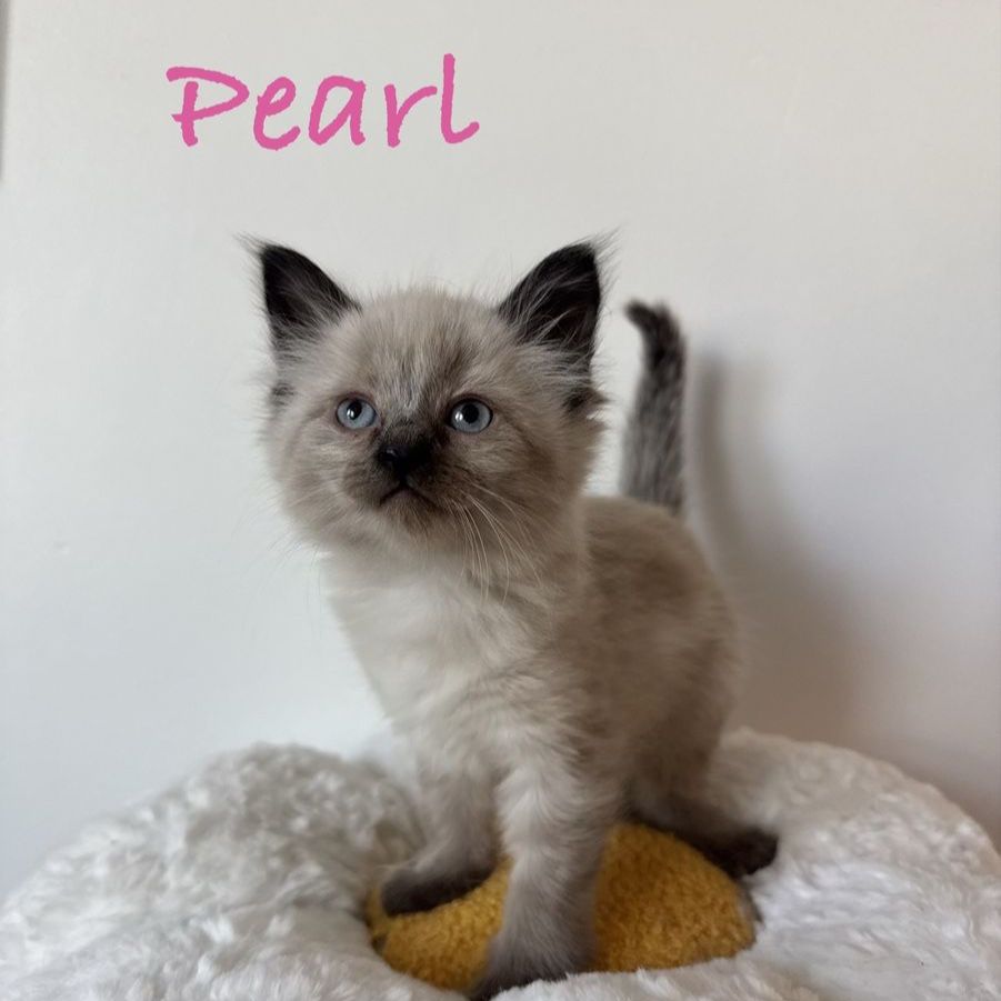 Ragdoll Siberian Kittens 